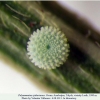 polyommatus rjabovi talysh ovum1